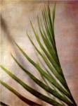 Elegant Frond I by Emily Robinson