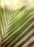 Elegant Frond II by Emily Robinson