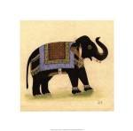 Elephant from India I by Illuminations