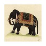 Elephant from India II by Illuminations