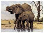 Elephants By The Waterhole by Charles Berry