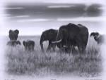 Eles by Sarah Farnsworth