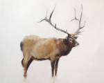 Elk by Jacqueline Neuwirth