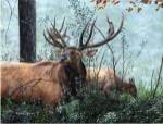 Elk Foraging by Kevin Daniel