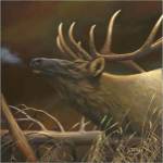 Elk Portrait I by Leo Stans