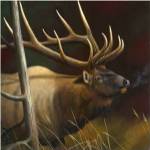 Elk Portrait II by Leo Stans