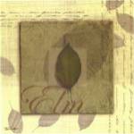 Elm by Tandi Venter