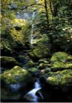 Elowah Falls by Anthony Cook