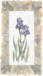 Emperor Iris by George Caso