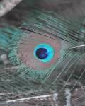 Enchanted Feather I by Jairo Rodriguez