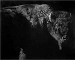 Enduring by Julie Chapman