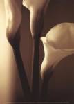 Enlightenment I by Cinzia Ryan