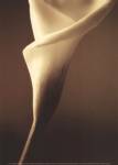 Enlightenment II by Cinzia Ryan