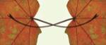 Entwined by Flowerphotos
