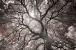 Ethereal Tree by Michael Hudson