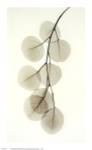 Eucalyptus by Albert Koetsier