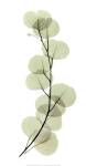 Eucalyptus by ACEE
