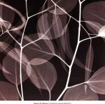 Eucalyptus Leaves [Negative] by Steven N. Meyers