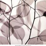 Eucalyptus Leaves [Positive] by Steven N. Meyers