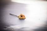 Even Daisies Have Bad Days by Chris Moyer