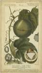 Exotic Botanica I by Pierre Jean Francois Turpin