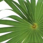 Exposed Palm I by Karol King