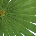 Exposed Palm II by Karol King