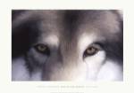Eyes of the Hunter: Gray Wolf by Charles Alexander
