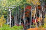 Fall colors of the Fuji-Hakone-Izu National Park, Japan by Kymri Wilt / Danita Delimont