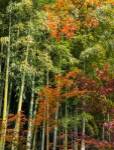 Fall Foliage by Panoramic Images