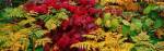 Fall Foliage in Adirondack Mountains by Panoramic Images