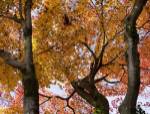 Fall Leaves on Maple Tree, Japan by Panoramic Images