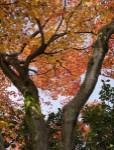 Fall Leaves on V Shaped Tree, Japan by Panoramic Images