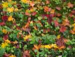 Fallen Autumnal Leaves, Kodaiji Temple, Japan by Panoramic Images
