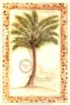 Fan Palm by Marianne D. Cuozzo