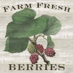 Farm Fresh Berries I by Sue Schlabach