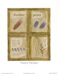 Feather Grass by Claire Pavlik Purgus