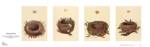 Feathered Retreats by 19th Century American