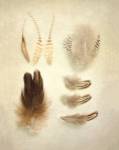 Feathers II by Elizabeth Urquhart