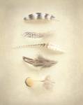 Feathers III by Elizabeth Urquhart