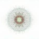 Feathery by Flowerphotos