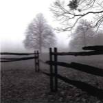 Fence in the Mist by Harold Silverman