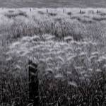 Fence Posts by Chip Forelli