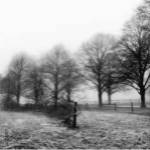 Fence Row and Trees by Harold Silverman