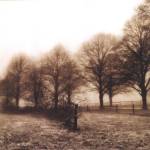 Fence Row and Trees by Harold Silverman