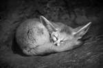 Fennec Fox by SD Smart