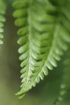 Fern by Flowerphotos