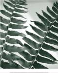 Fern Detail II by Boyce Watt