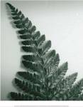 Fern Leaf I by Boyce Watt