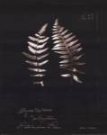 Fern Plate No. 22 by Natasha D'Schommer